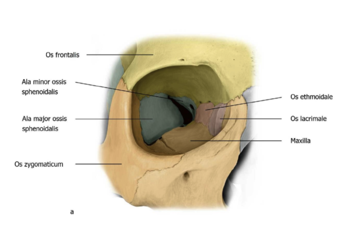 JE kijkt nu in de foramen