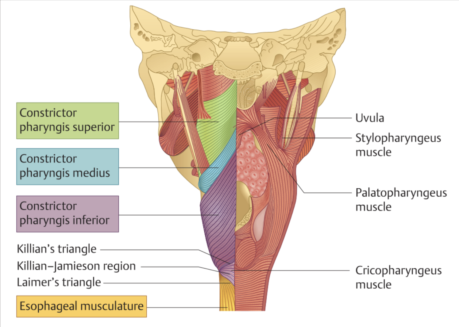 Musculatuur van de pharynx en oesophagus