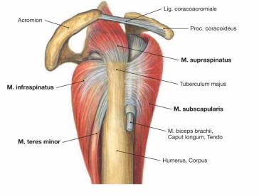 Schoudergordelspieren(rotator cuff); beweging