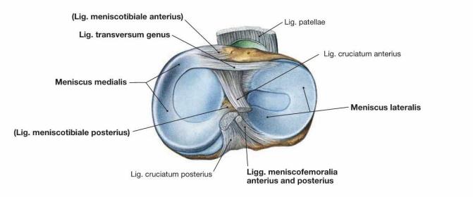 Kniegewricht cranial view; klinische relevantie