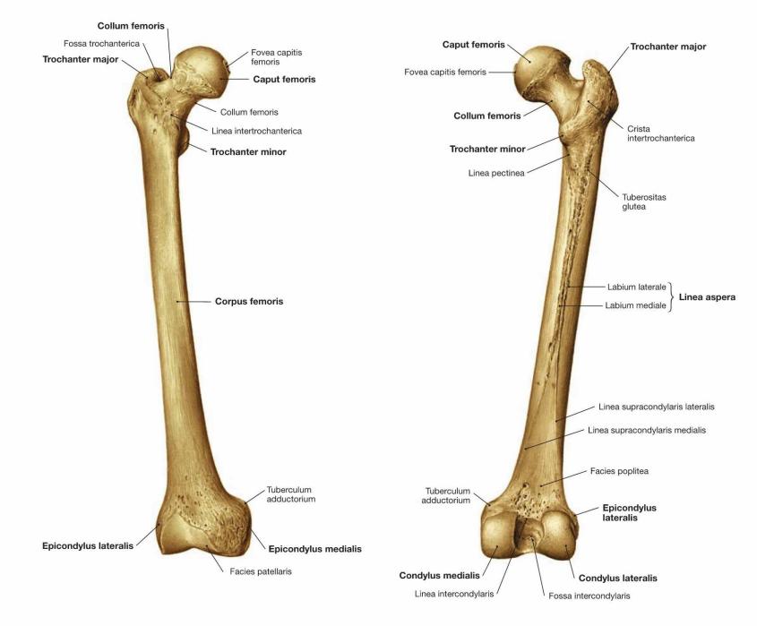 Femur