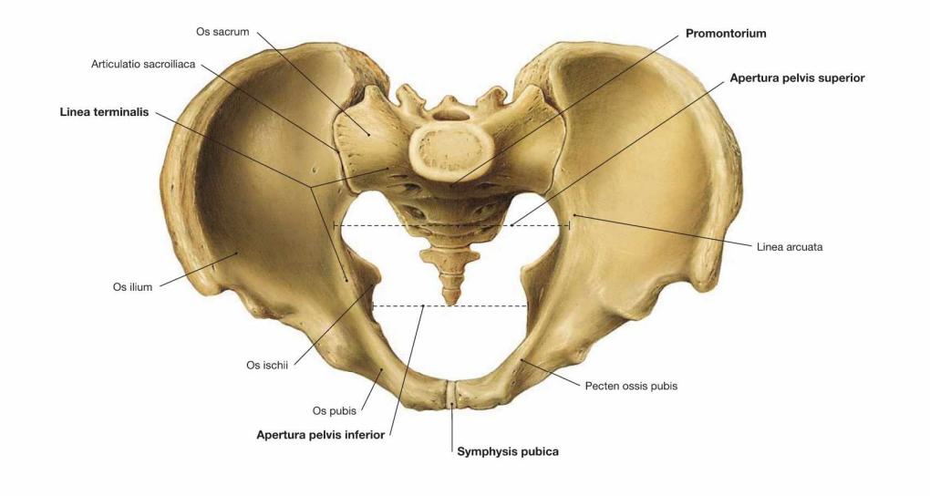 Pelvis