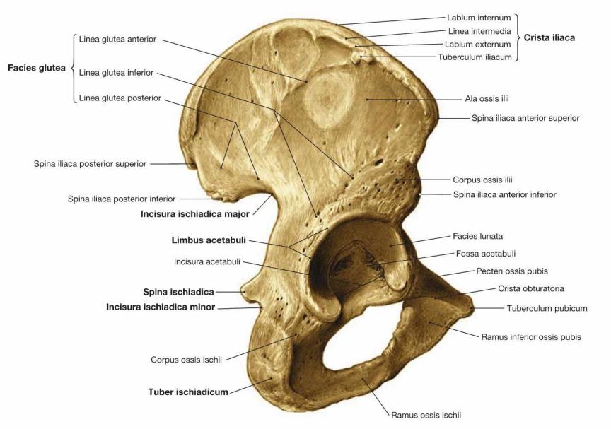 Os coxae; dorsolateral