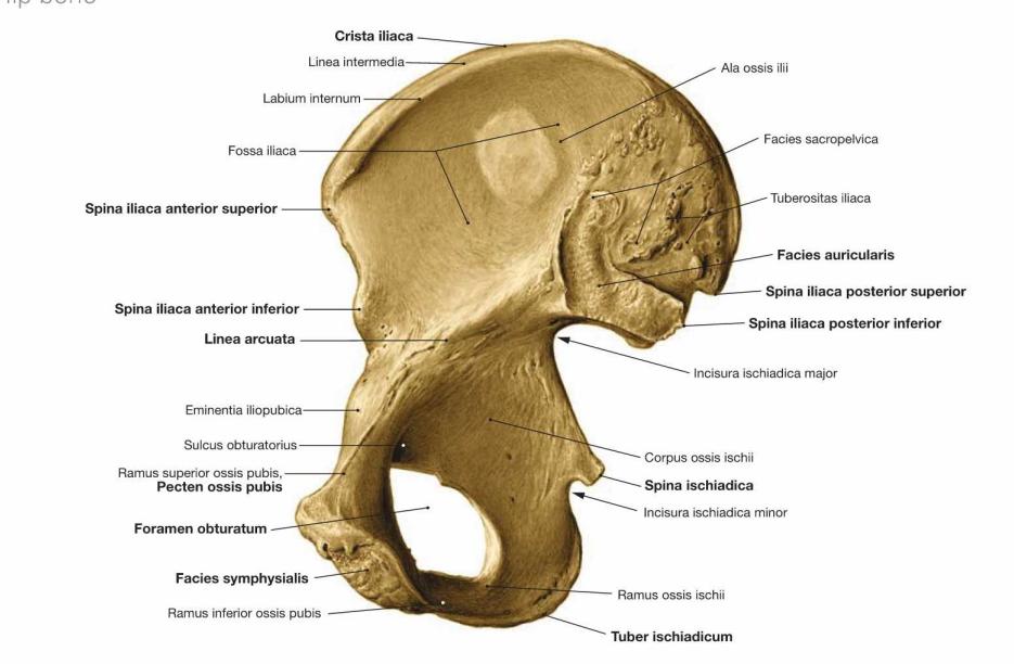 Os coxae; medial view