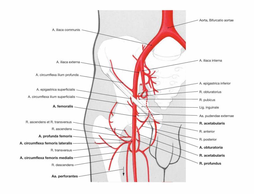 Been arteriën
