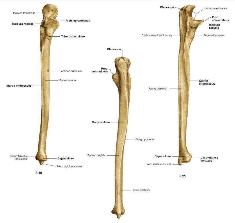 Ulna