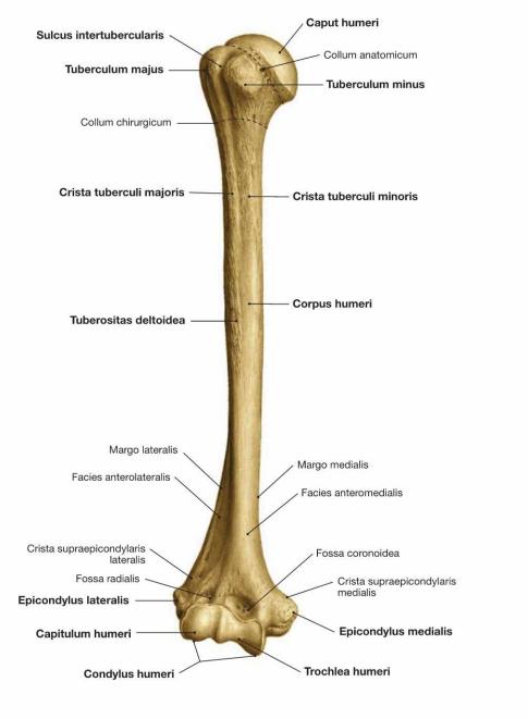 Humerus