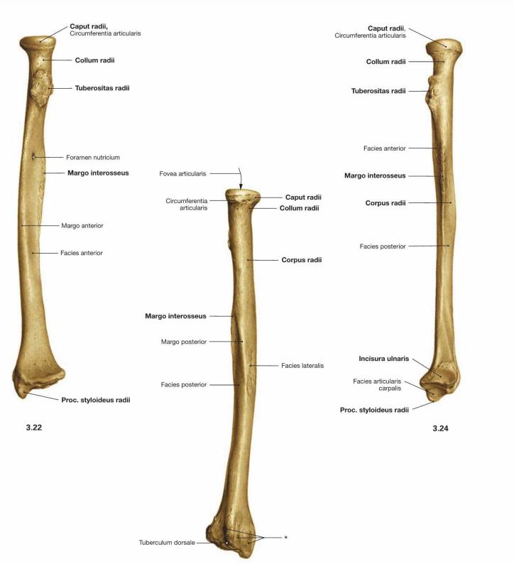 Radius; klinische relevantie