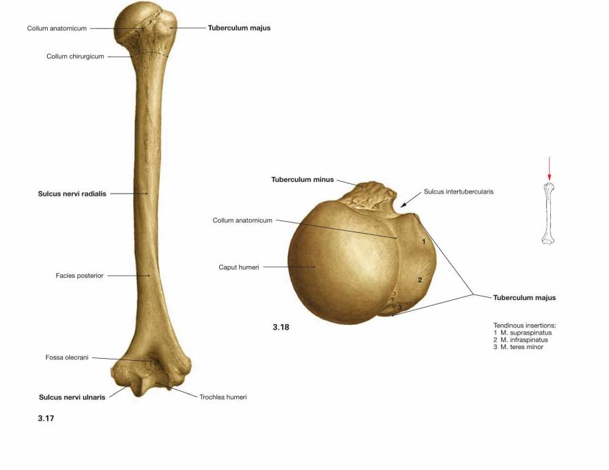 Humerus