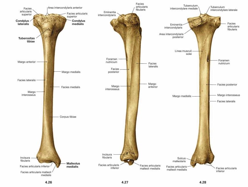 Tibia