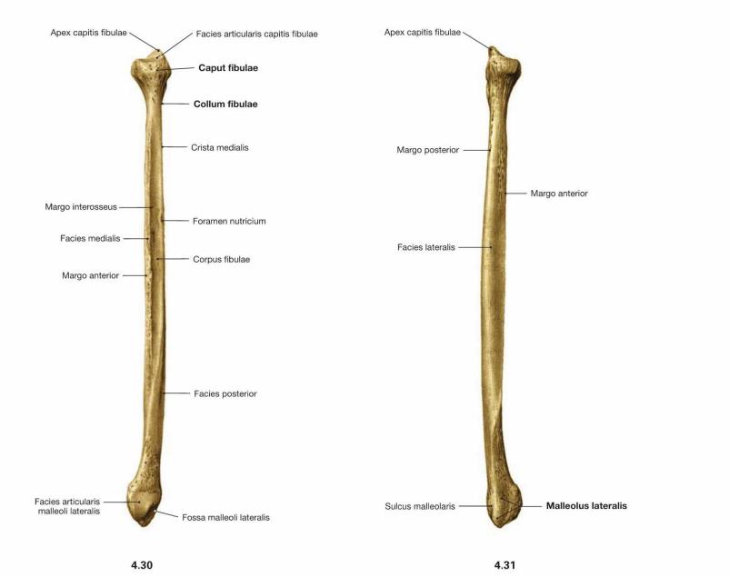 Fibula