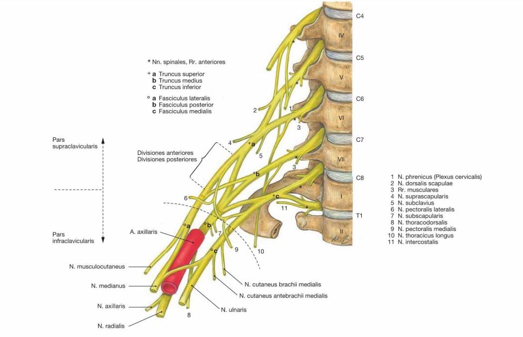 Plexusbrachialis