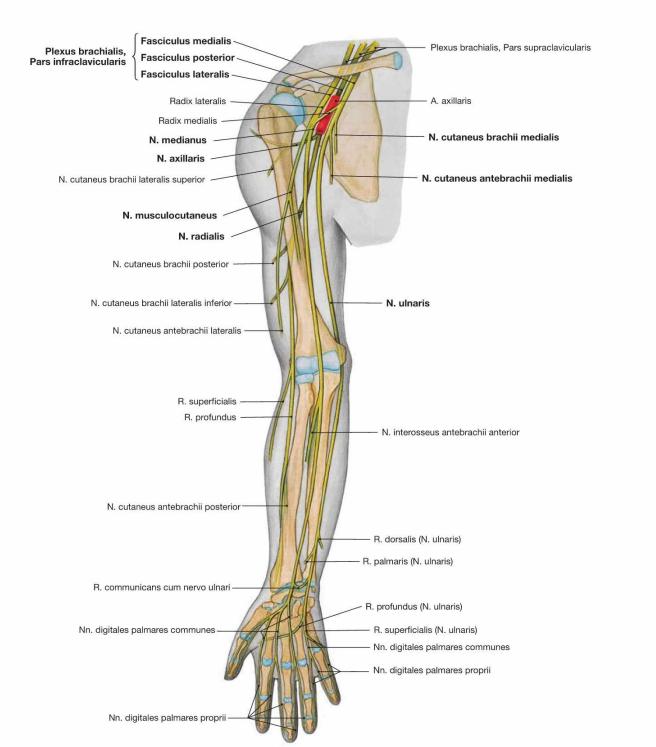 Plexusbrachialis