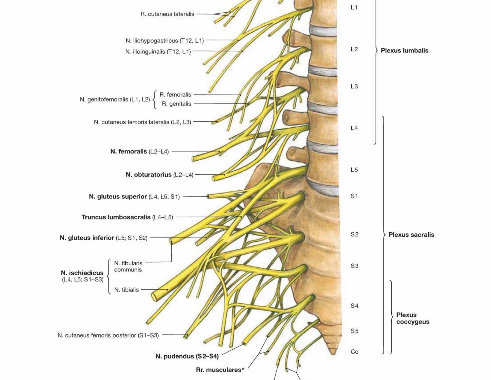 Plexus benen