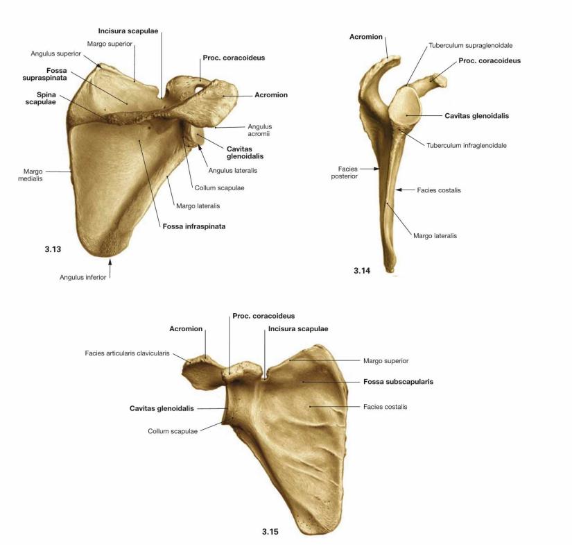 Scapula