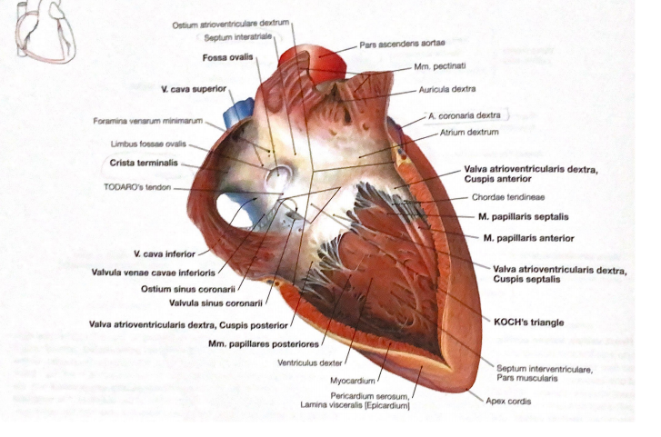 Hart 2