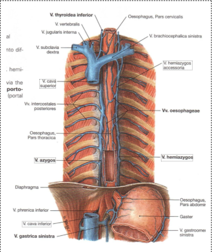 Thorax gebied