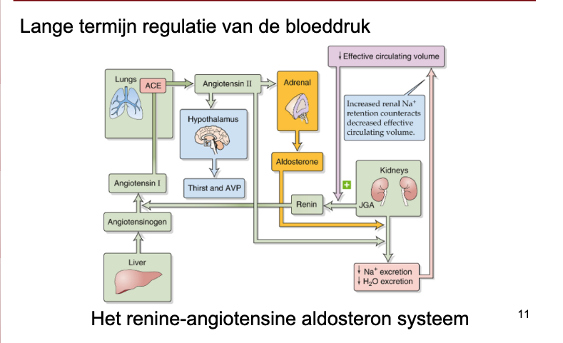 RAAS systeem