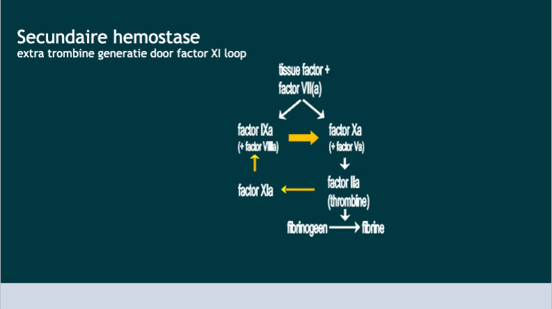 Secundaire hemostase - Stollingsfactoren