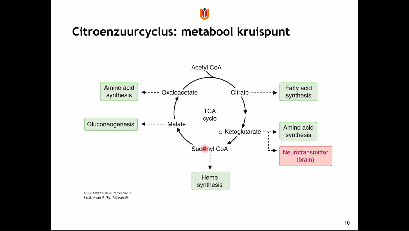 Citroenszuurcyclus Metabolisme