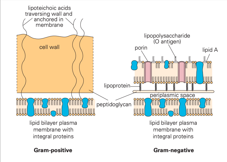 Wat is de functie van Lipopolysaccharides, Techoïnezuur & Periplasmatische Ruimte?