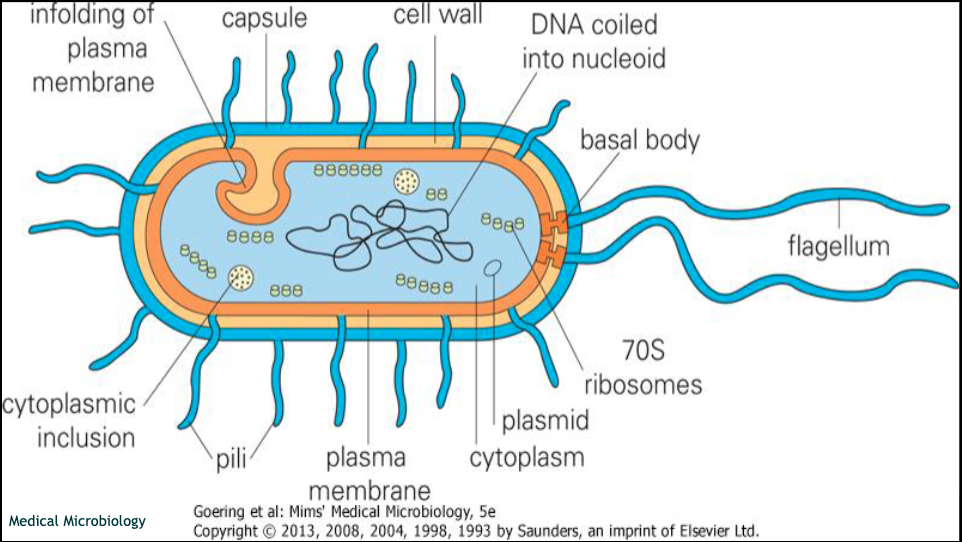 Onderdelen van een bacterie