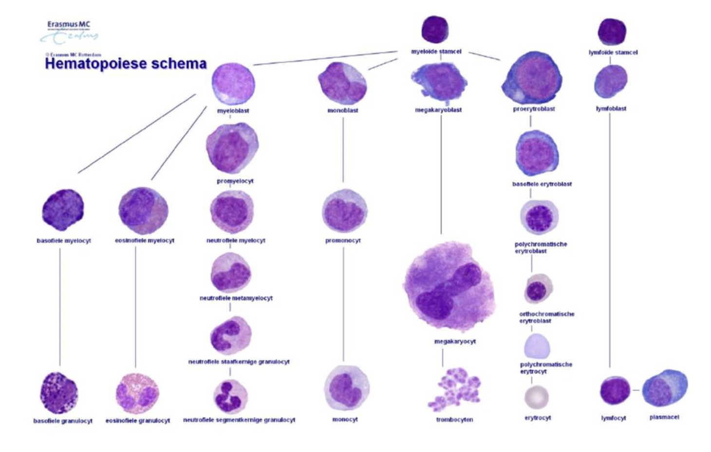 Hematopoese stamboom/cellijn