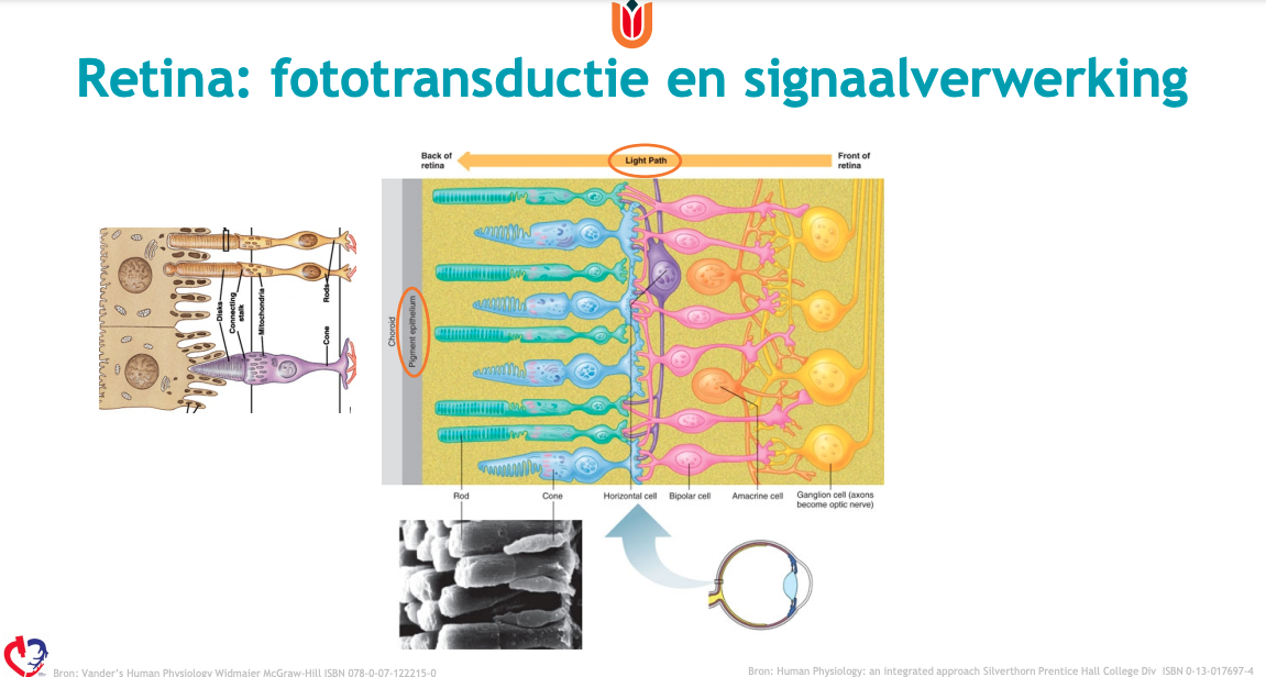 Retina cellen