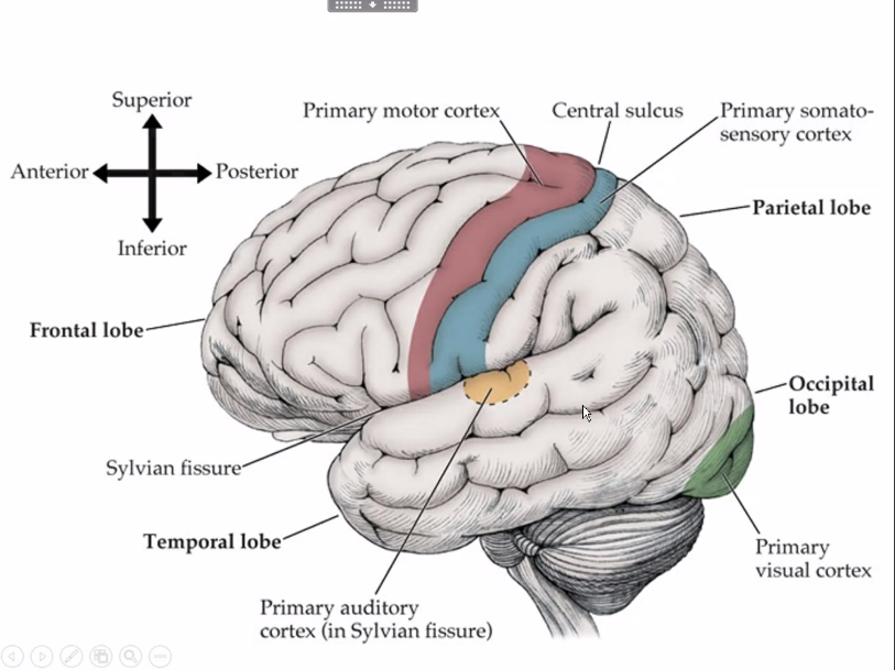 Breincortex & Lobus