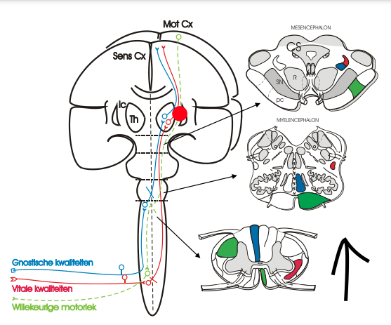 Kijk naar drie doorsnedes van het Mesencephalon, Myelencephalon en het Ruggenmerg. Is met de pijl mee van anterior naar posterior of van posterior naar anterior?