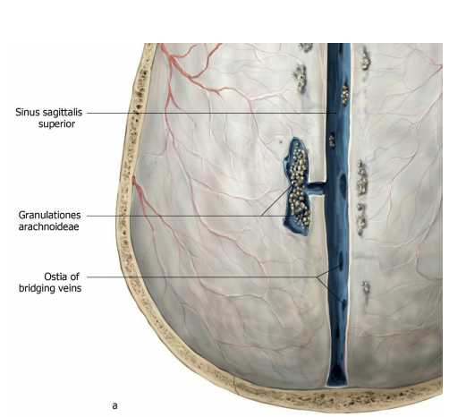 Wat is de functie van de Granulationes Arachnoidea?