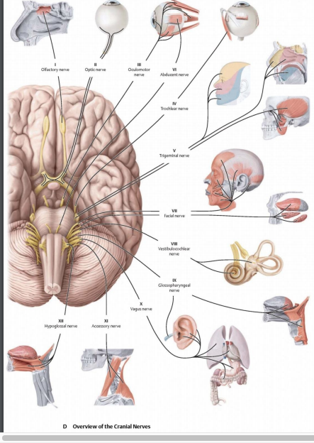 Craniale Zenuwen