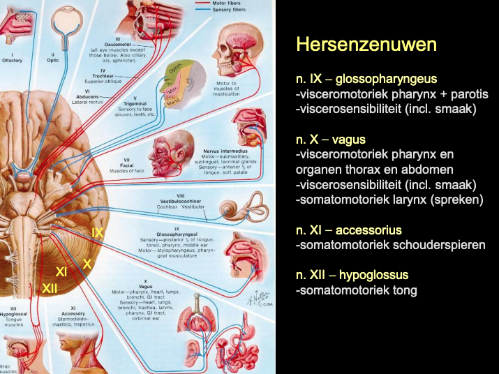 Functie 4 craniale hersenzenuwen