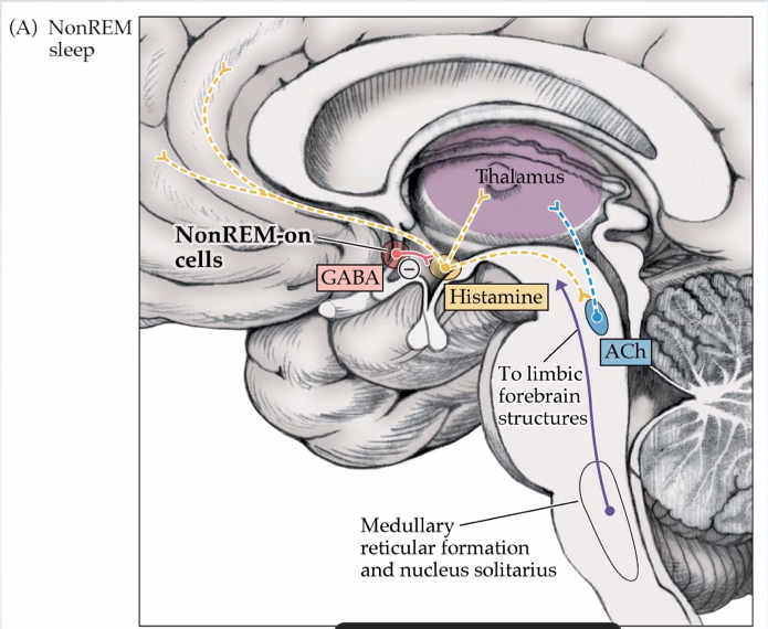 Neurotransmitters NIET-REM slaap