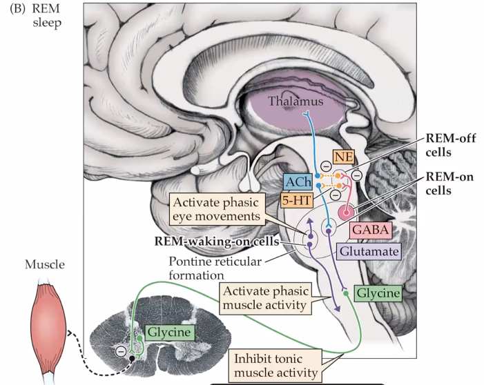 Neurotransmitters wel REM slaap