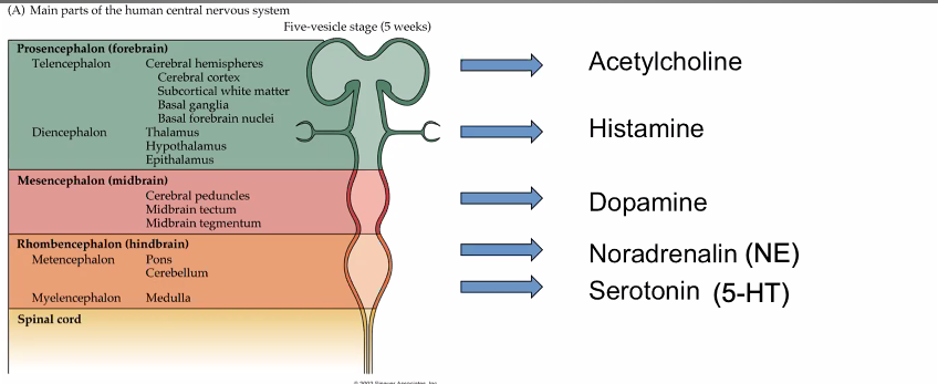 Welke 5 neurotransmitters zijn er in het brein?