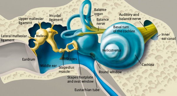 Let op de ligging van de m. Stapedius in het middenoor voor de stijgbeugel. Wat is de functie van de 'Stapedius Reflex'?