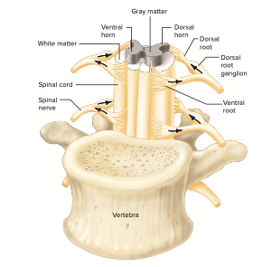 Anatomie Ruggenmerg - HS