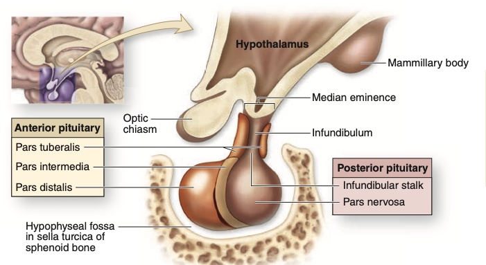 Anatomie Hypofyse - HS