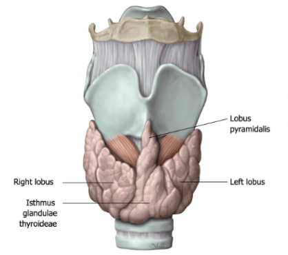 Anatomie Thyroid Algemeen - HS