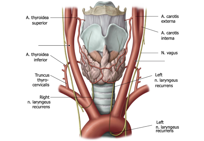 Anatomie Thyroid Vascularisatie & Innervatie - HS