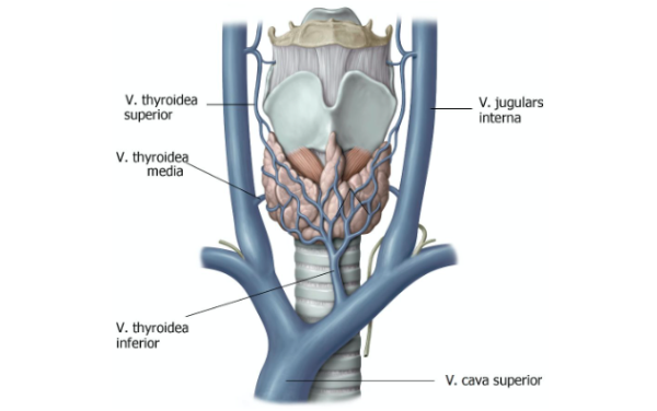 Anatomie Thyroid Venae - HS