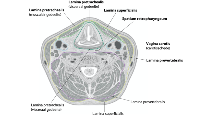 Anatomie Fascia Cervalis (nek) - HS