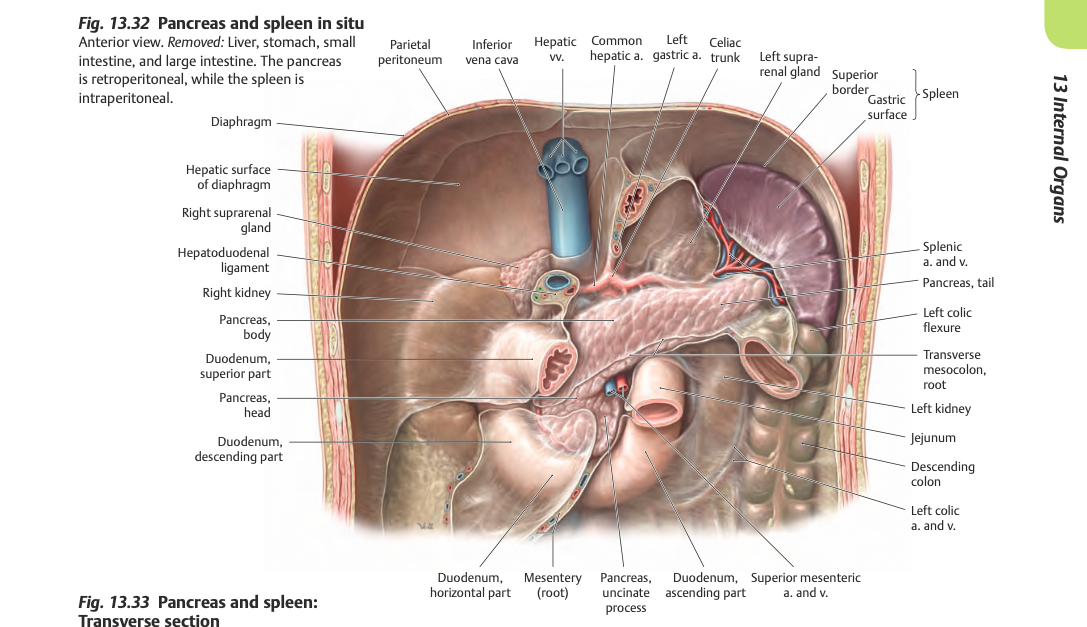 Anatomie Pancreas - HS
