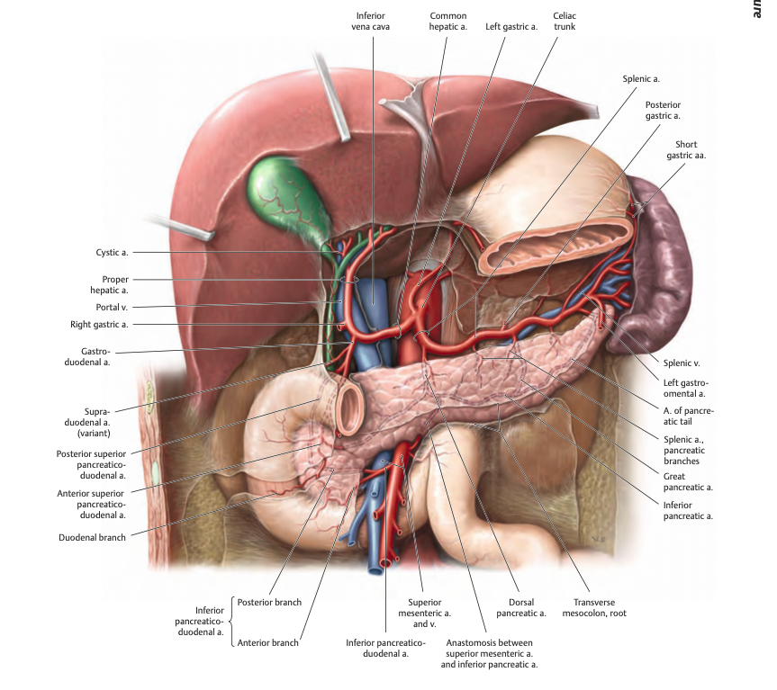 Anatomie Pancreas - HS