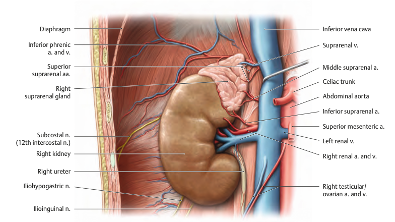 Anatomie Bijnier - HS