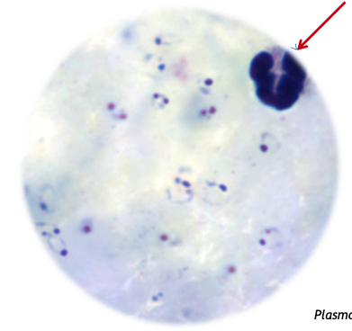 Benoem de typen plasmodia (verwekker van malaria)