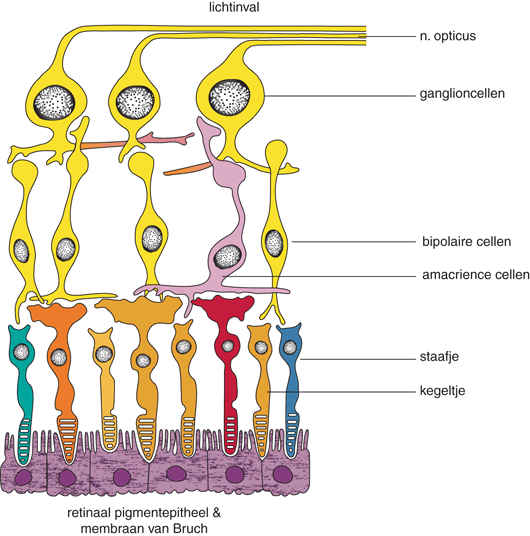 Retinaal Pigmentepitheel