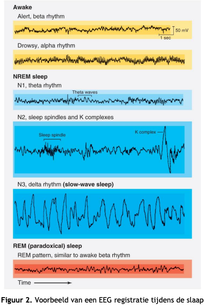 EEG Ritmes