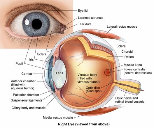 Anatomie Oog